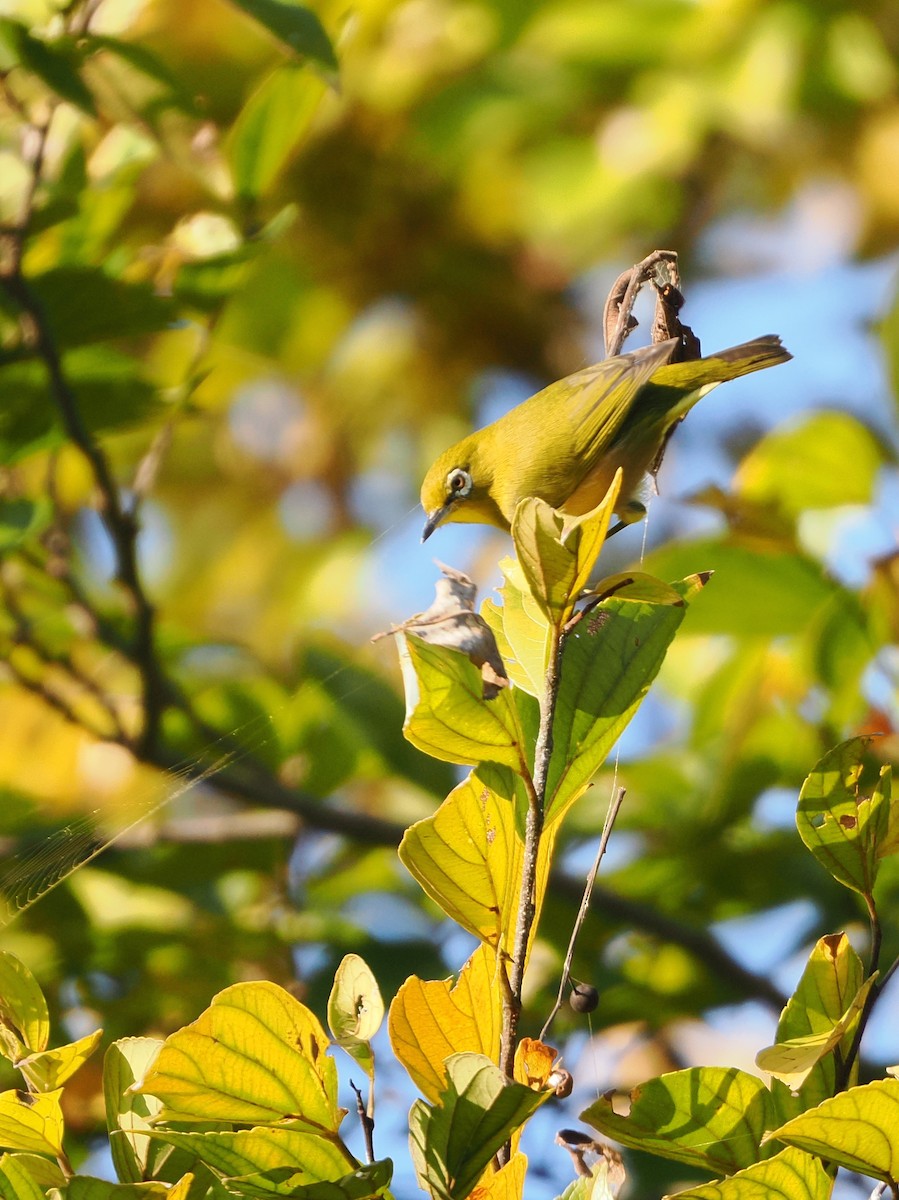 hagebrillefugl - ML645241646