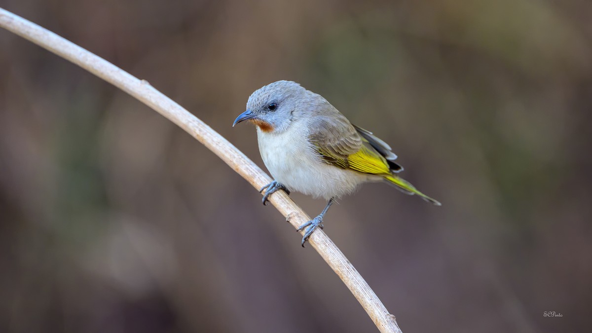 Rufous-throated Honeyeater - ML645241651