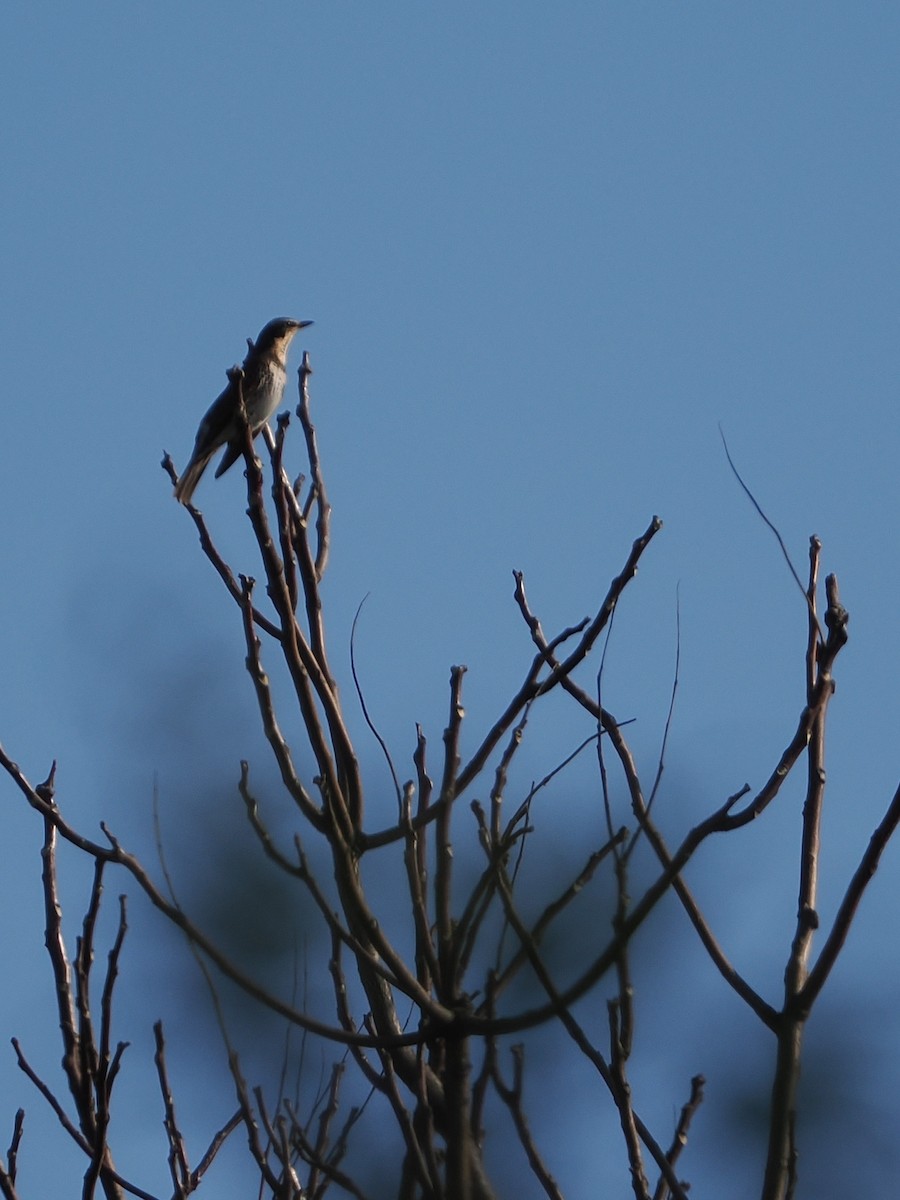 svartflekktrost - ML645241653