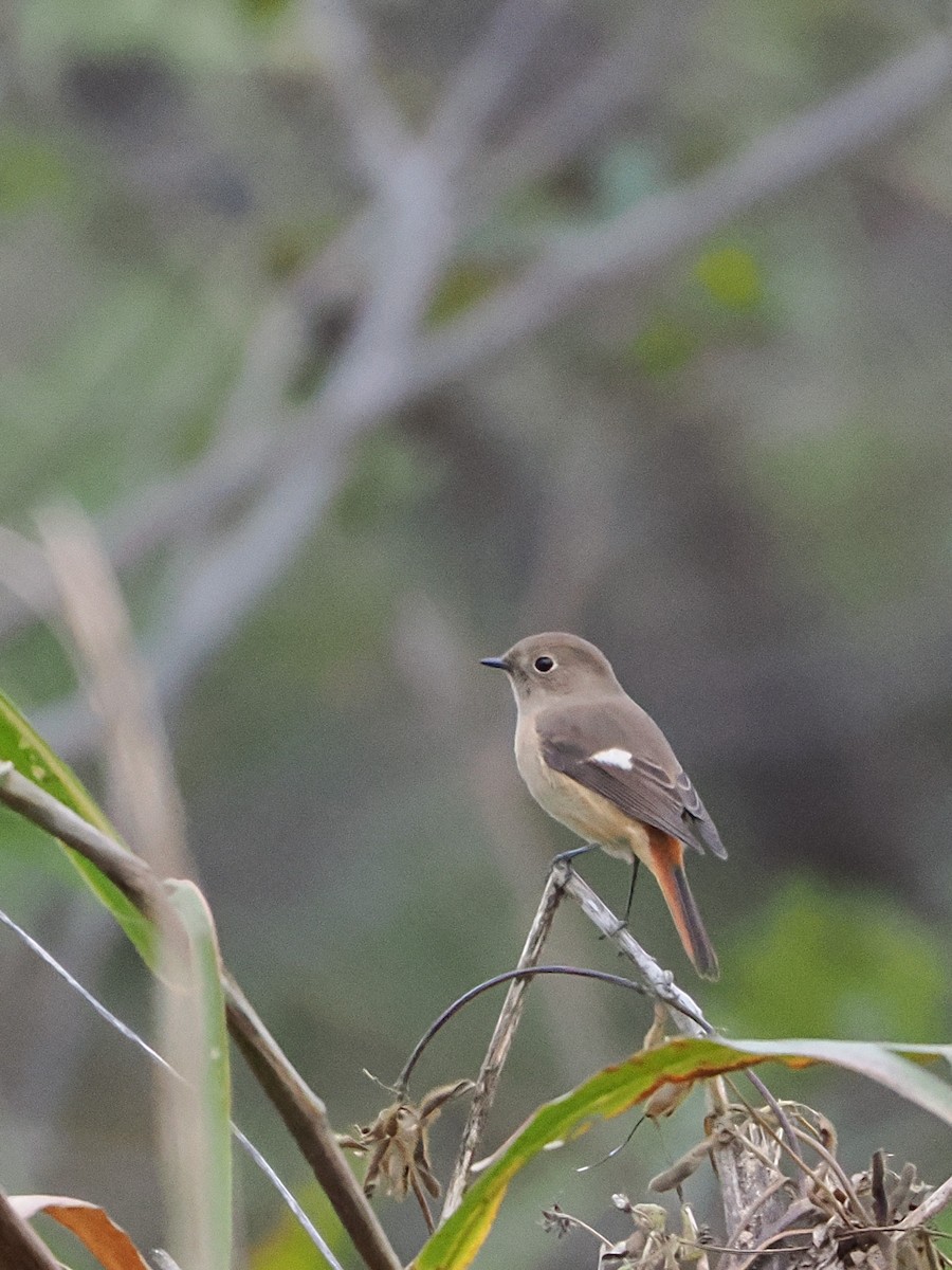 aurorarødstjert - ML645241661