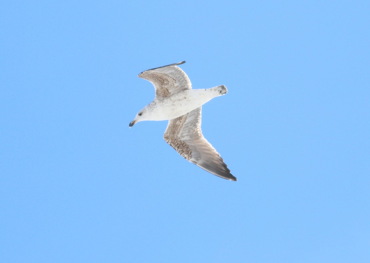 Great Black-backed Gull - ML645241663