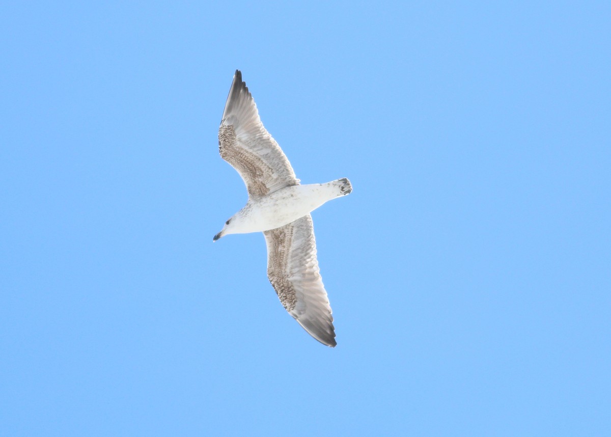 Great Black-backed Gull - ML645241665