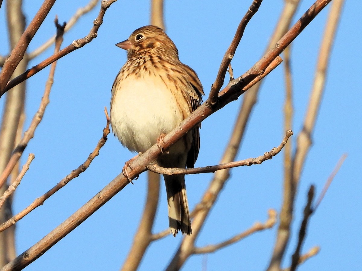 Vesper Sparrow - ML645241683