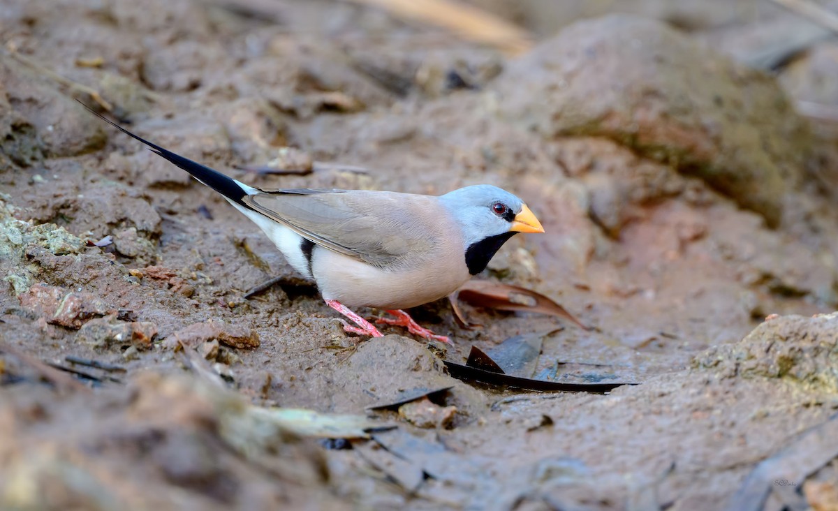 Діамантник довгохвостий - ML645241691