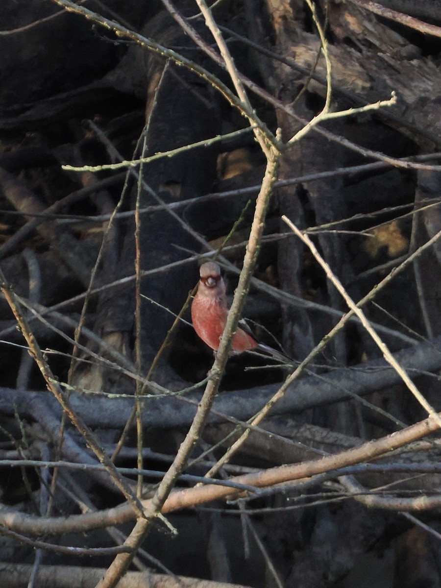 langstjertfink - ML645241704