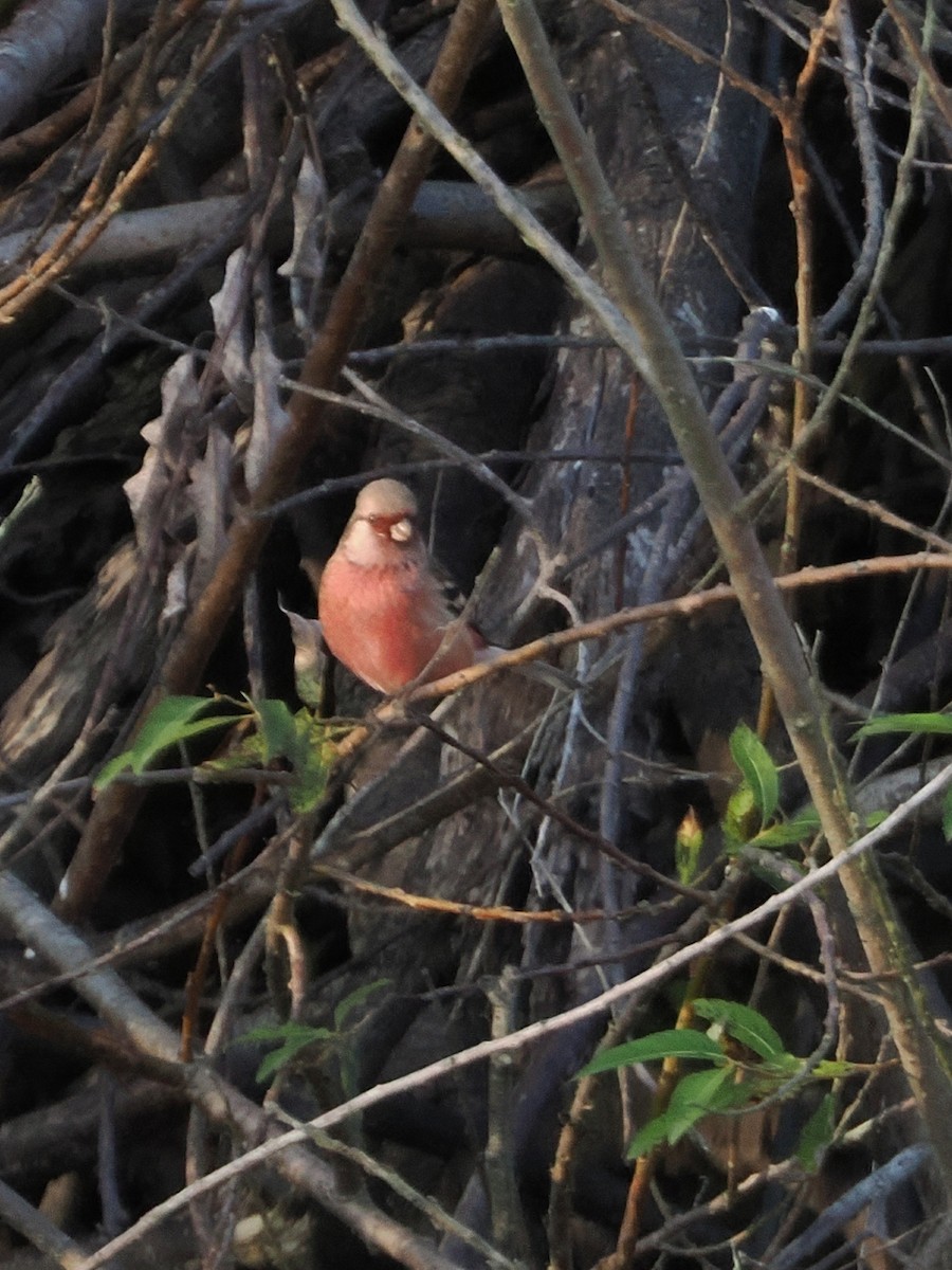 langstjertfink - ML645241705