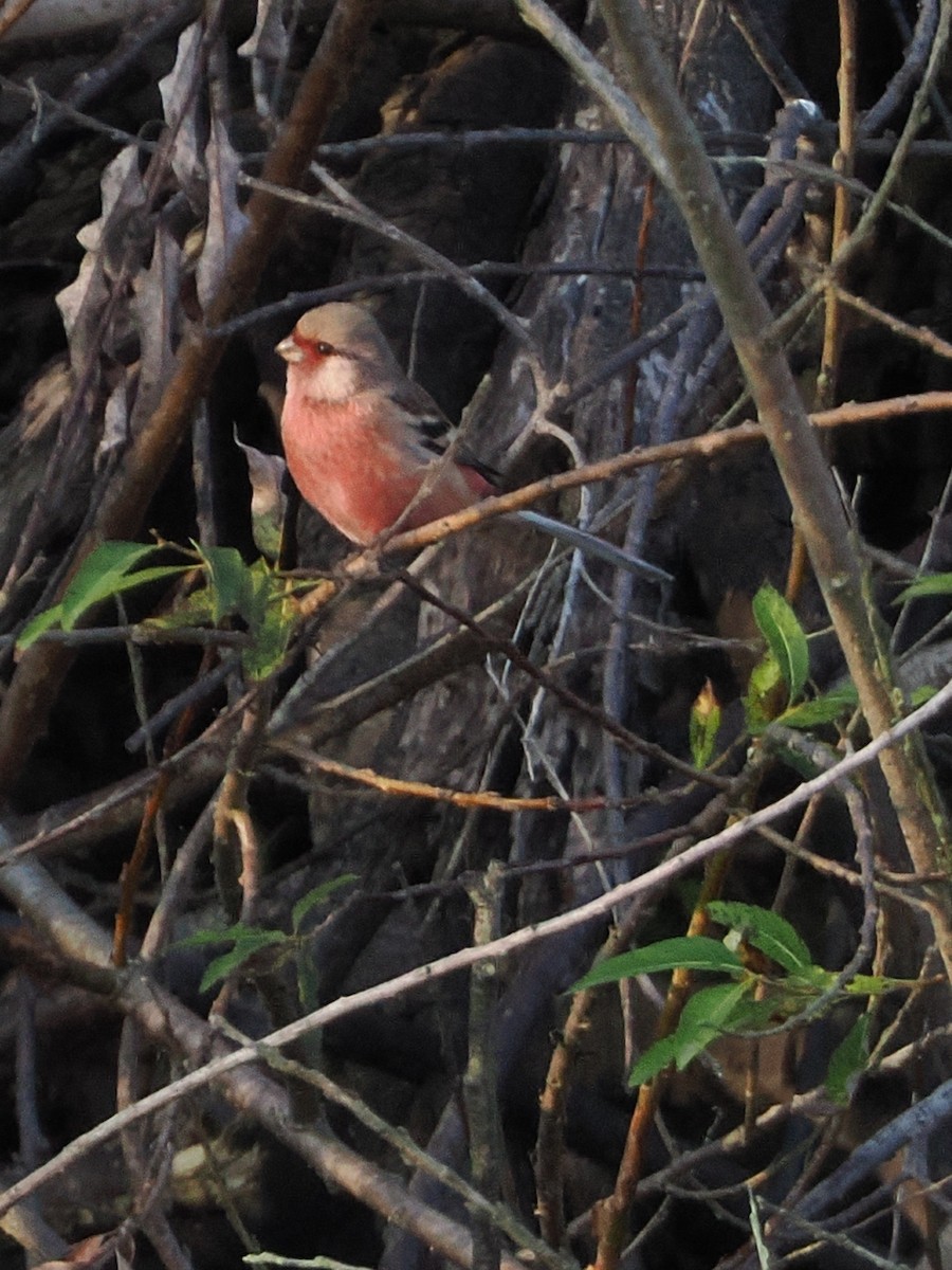 langstjertfink - ML645241706