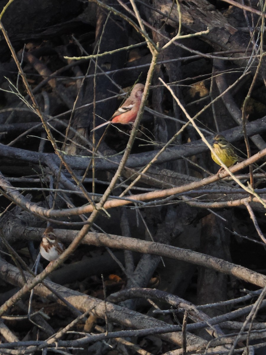 langstjertfink - ML645241707