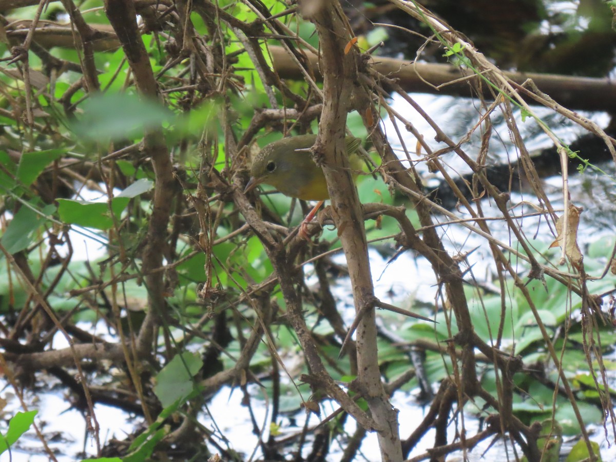 Mourning Warbler - ML645241710