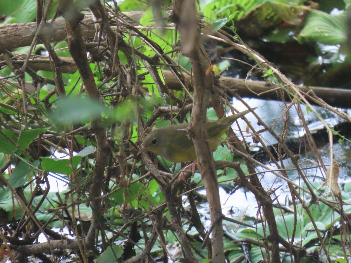 Mourning Warbler - ML645241711