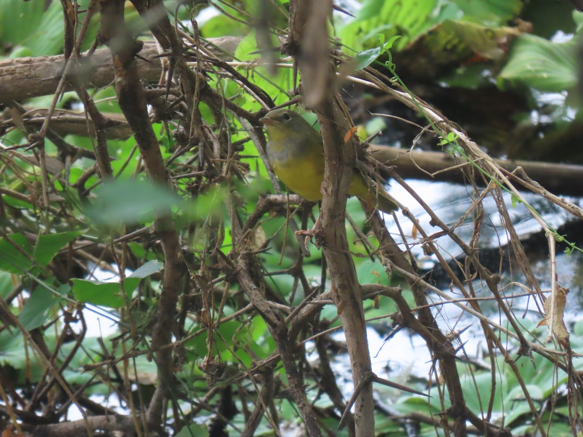 Mourning Warbler - ML645241712