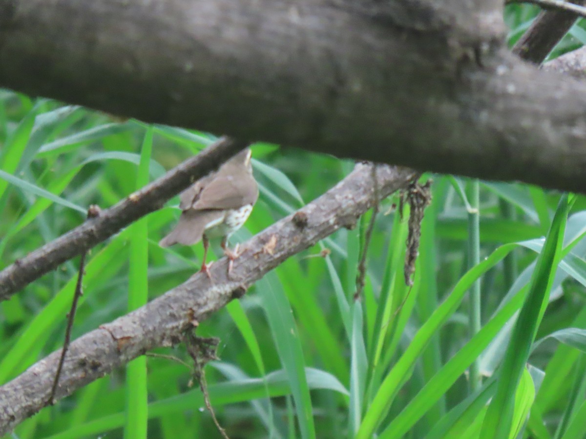 Northern Waterthrush - ML645241719