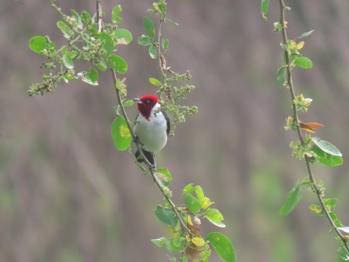 Masked Cardinal - ML645241728