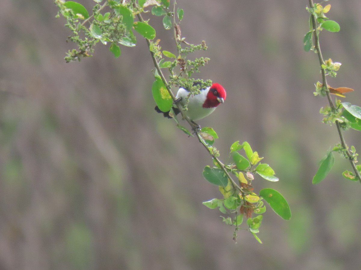 Masked Cardinal - ML645241729