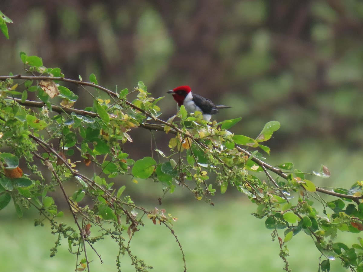 Masked Cardinal - ML645241730