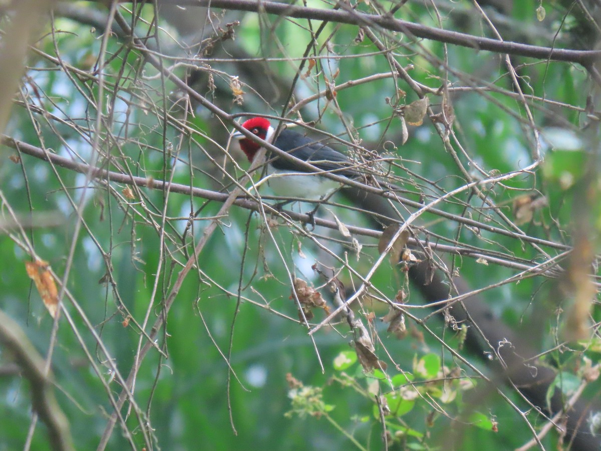 Masked Cardinal - ML645241731