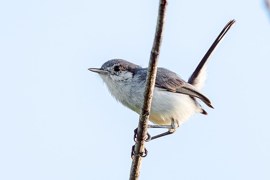 leskot tropický - ML645241737