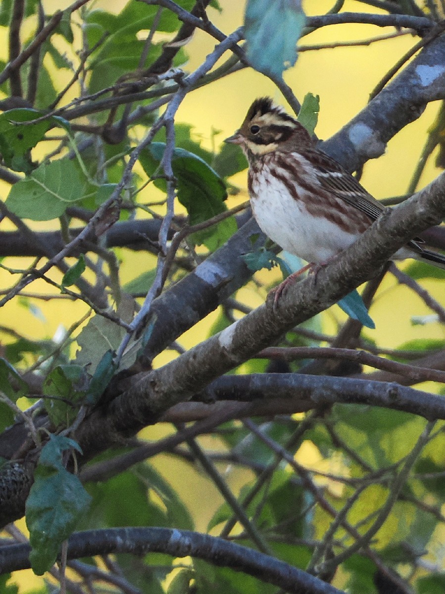 vierspurv - ML645241740