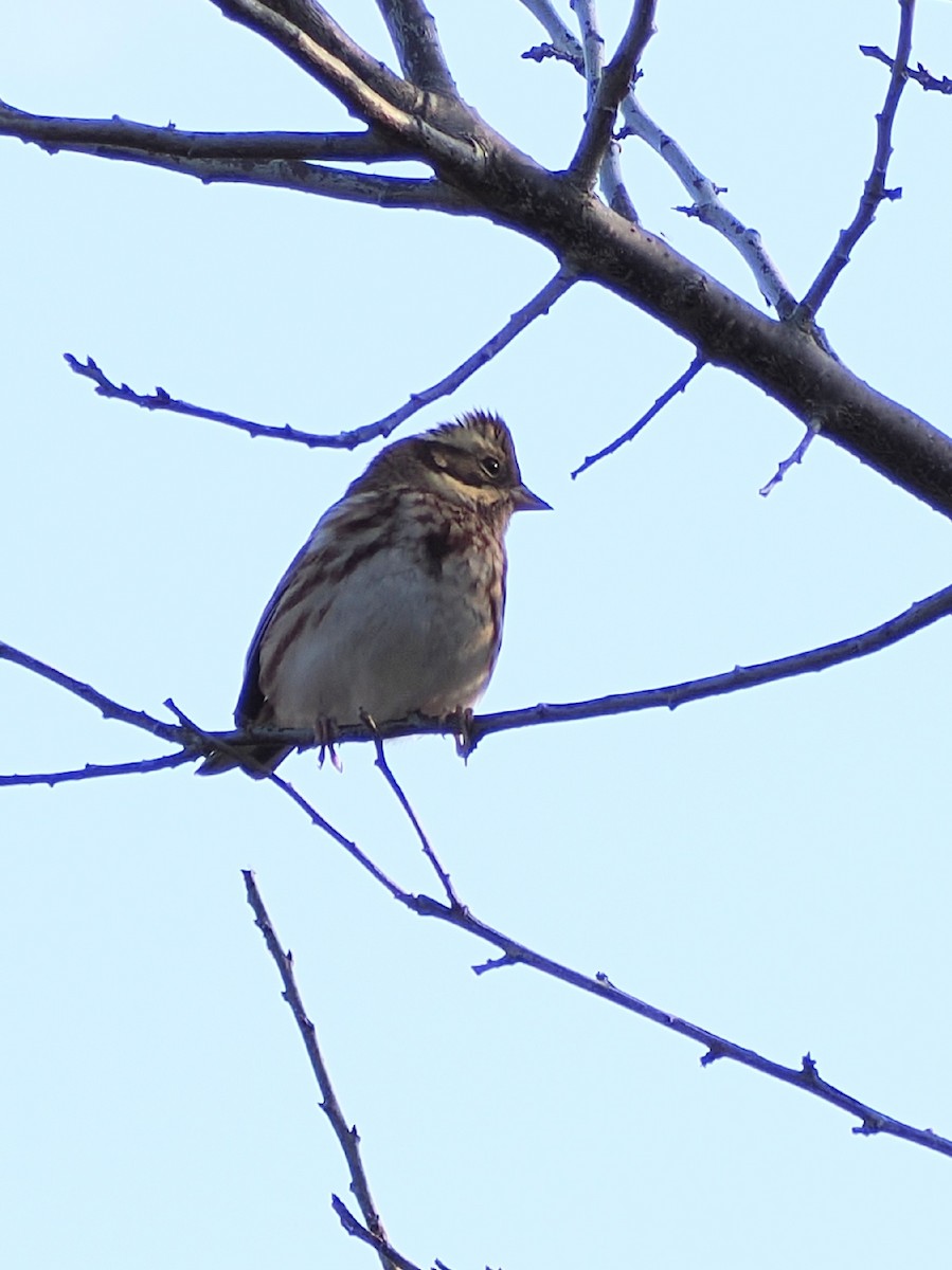 vierspurv - ML645241741