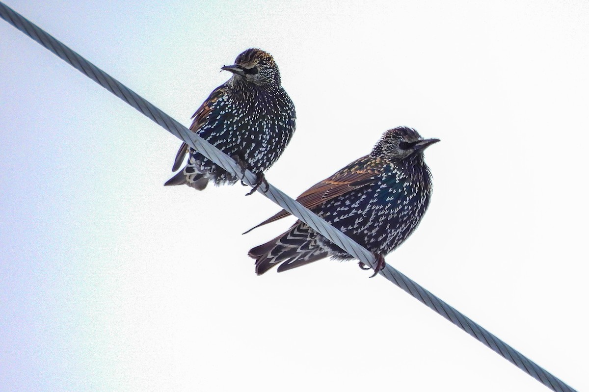 European Starling - ML645241742