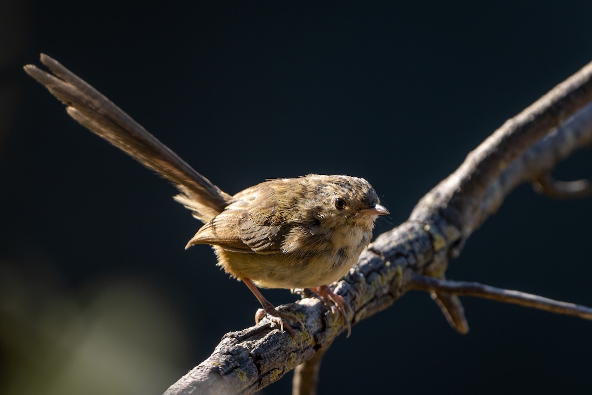 Himalayan Prinia - ML645241753