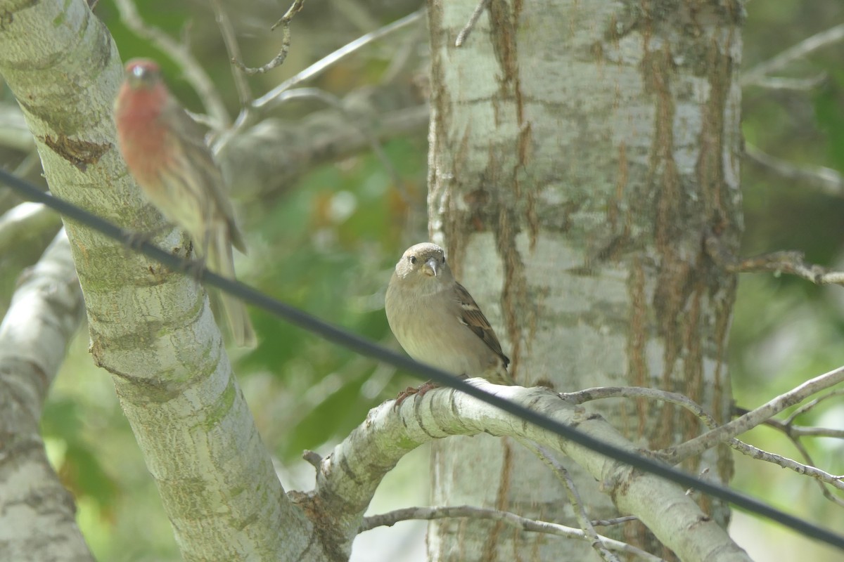 Gorrión Común - ML645241760