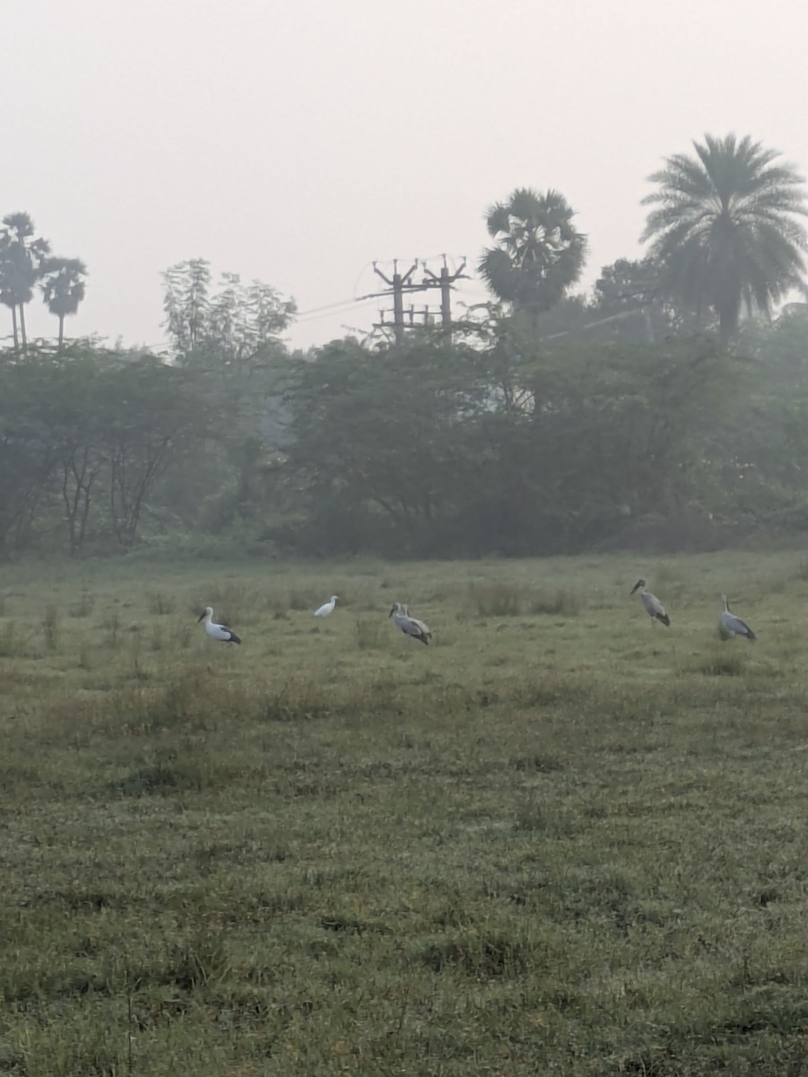 Matxardamoko zuria - ML645241775