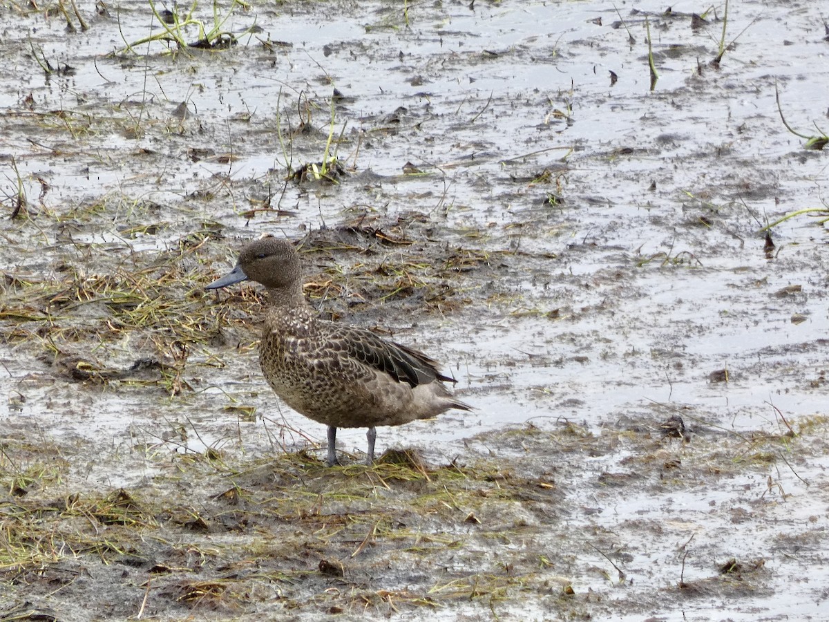 Sarcelle des Andes - ML645241778