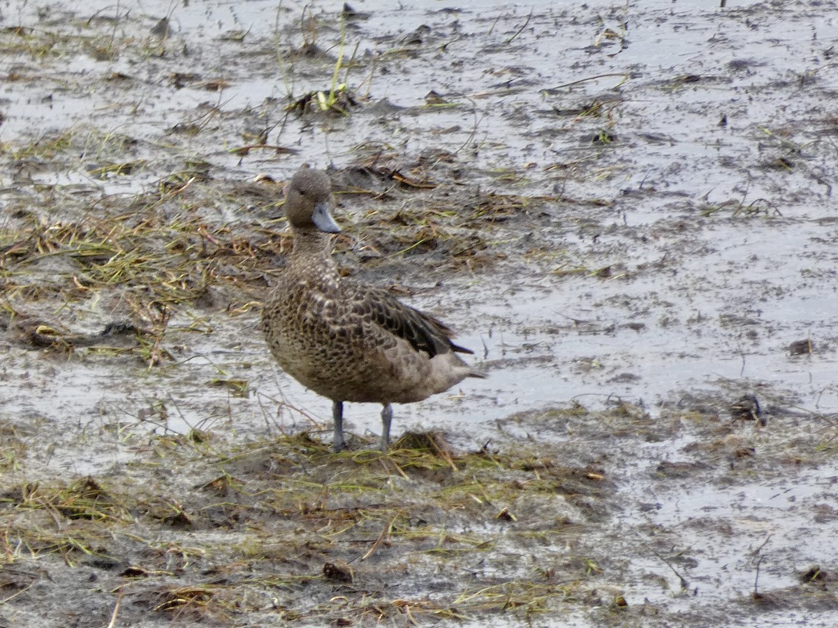 Sarcelle des Andes - ML645241779