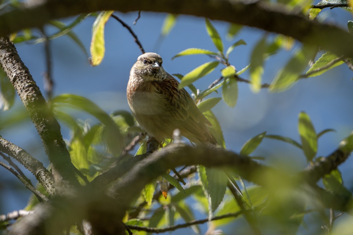 גיבתון סלעים - ML645241792