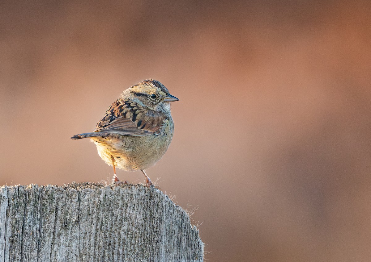 Bruant des marais - ML645241793