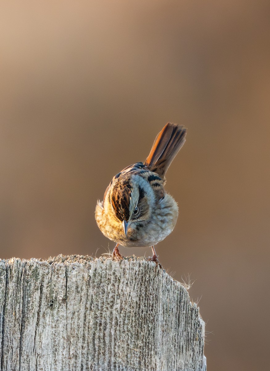 Bruant des marais - ML645241798