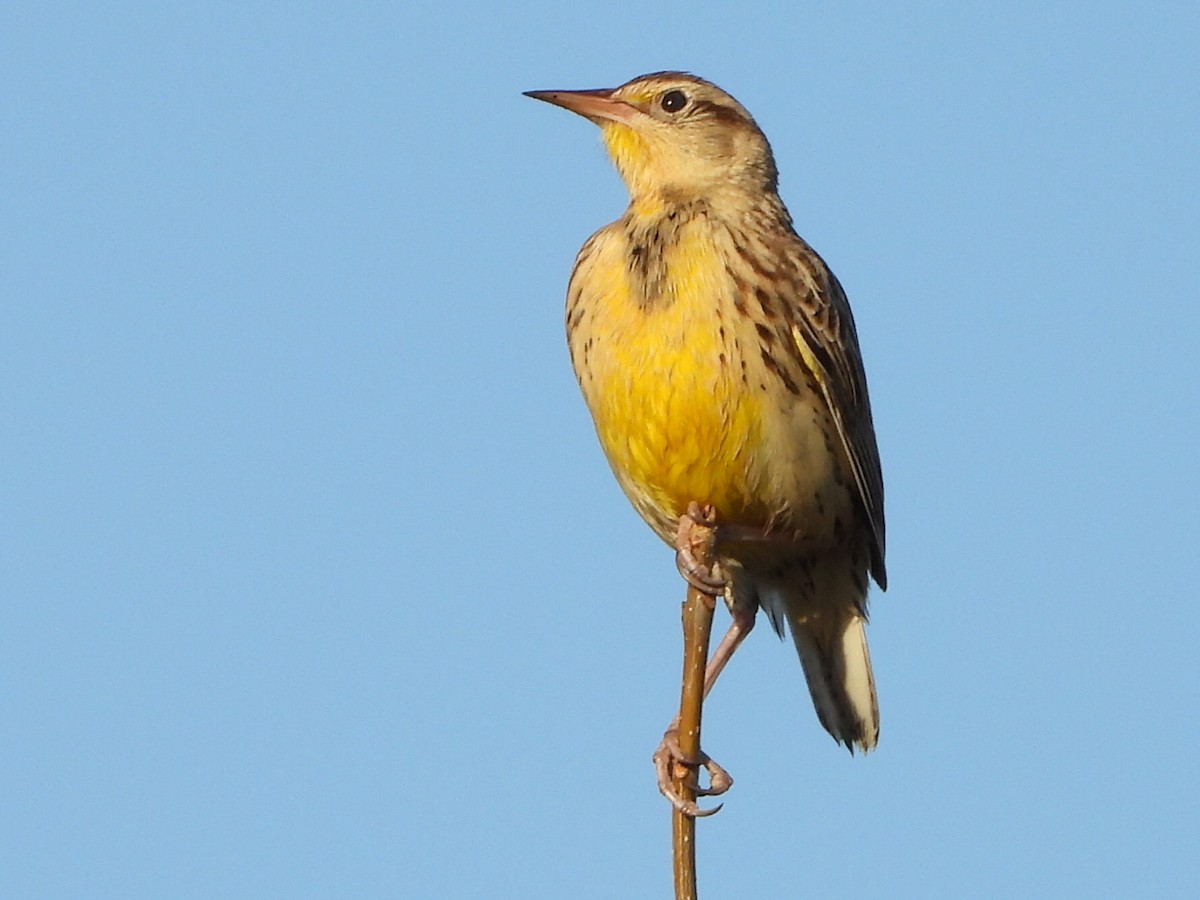 Western Meadowlark - ML645241801