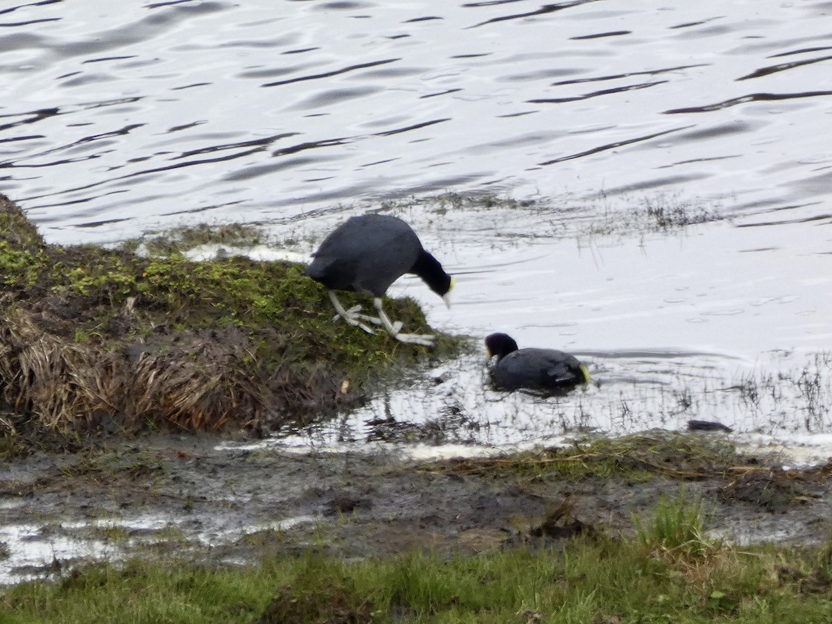 Slate-colored Coot - ML645241805