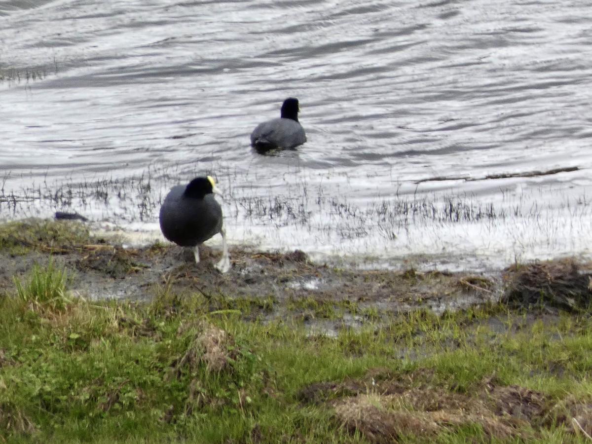 Slate-colored Coot - ML645241806