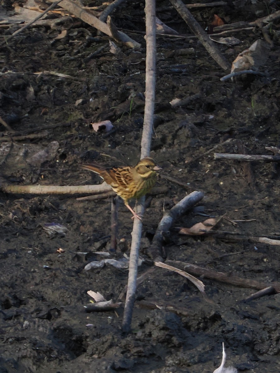 svartmaskespurv - ML645241807