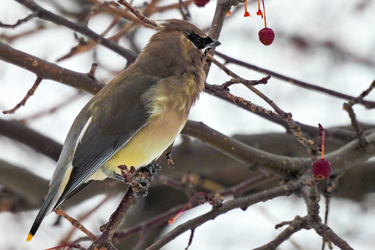 Cedar Waxwing - ML645241810
