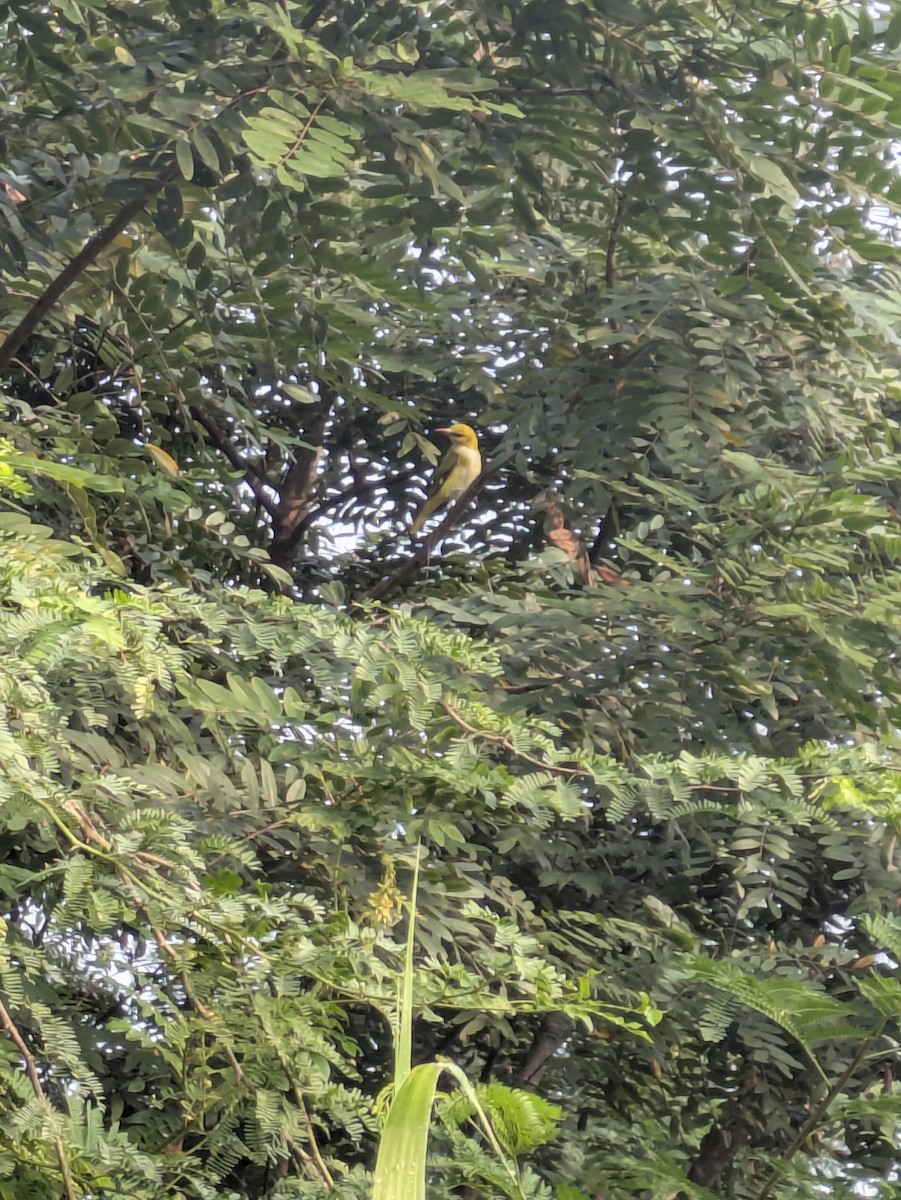 Indian Golden Oriole - ML645241812
