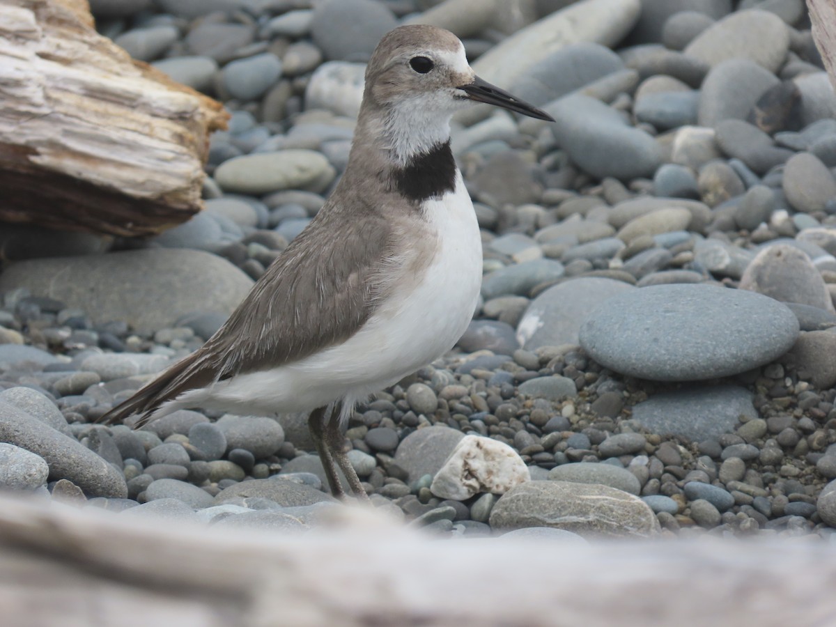 Wrybill - ML645241813