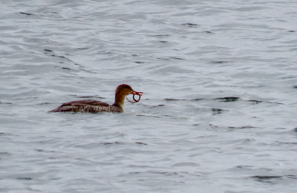 Red-breasted Merganser - ML645241828