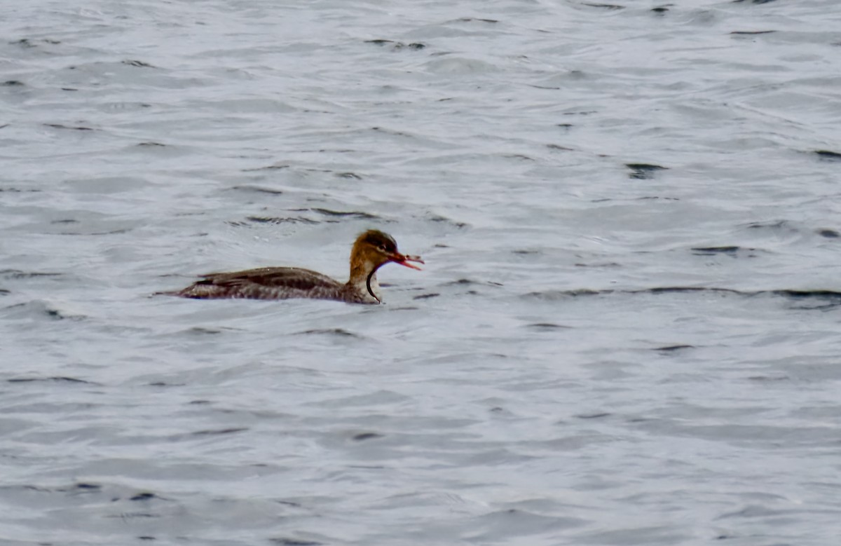 Red-breasted Merganser - ML645241830