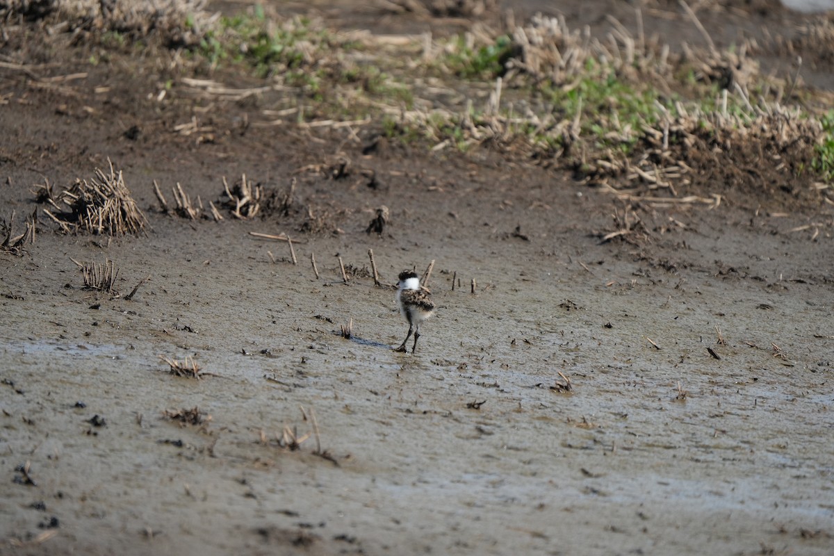 Hegabera maskaraduna - ML645241839