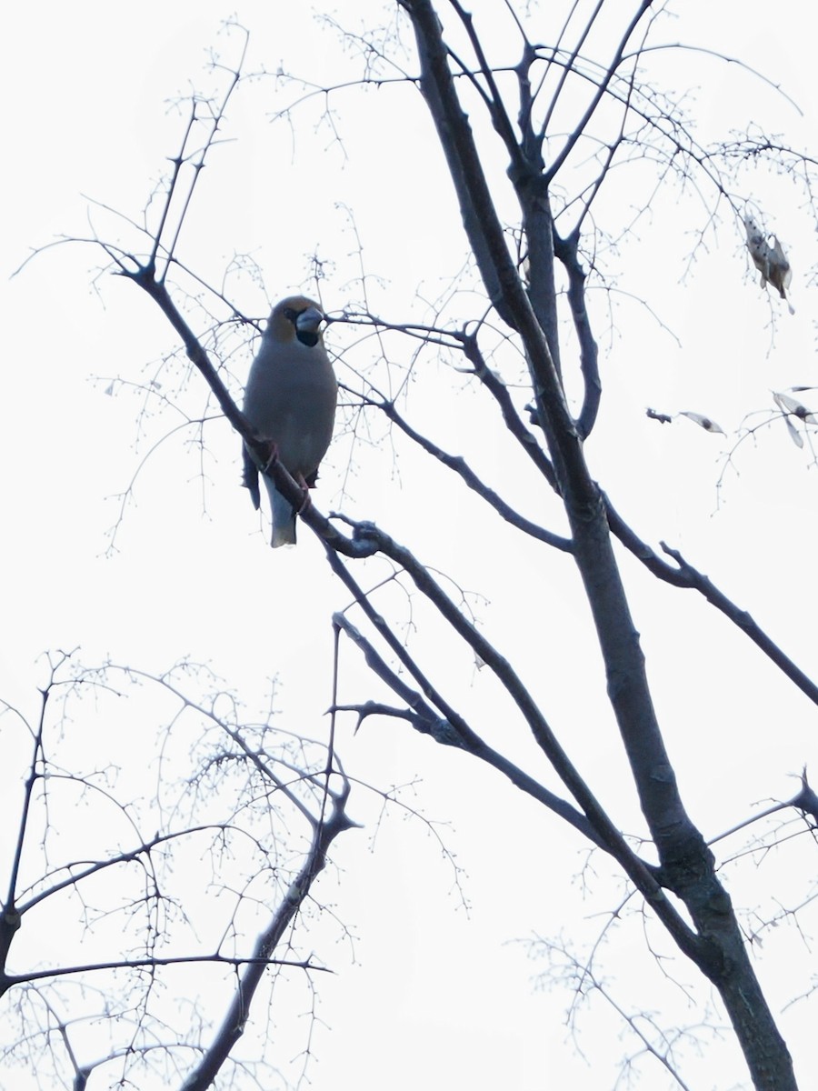 kjernebiter - ML645241846