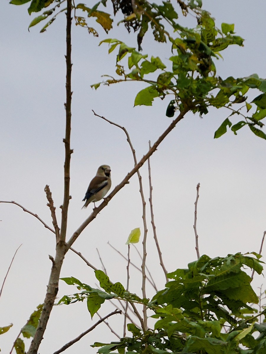 kjernebiter - ML645241847