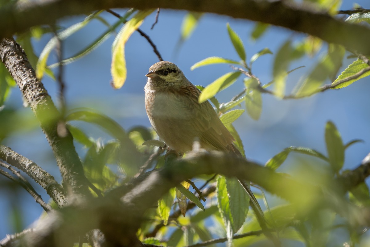 גיבתון סלעים - ML645241848