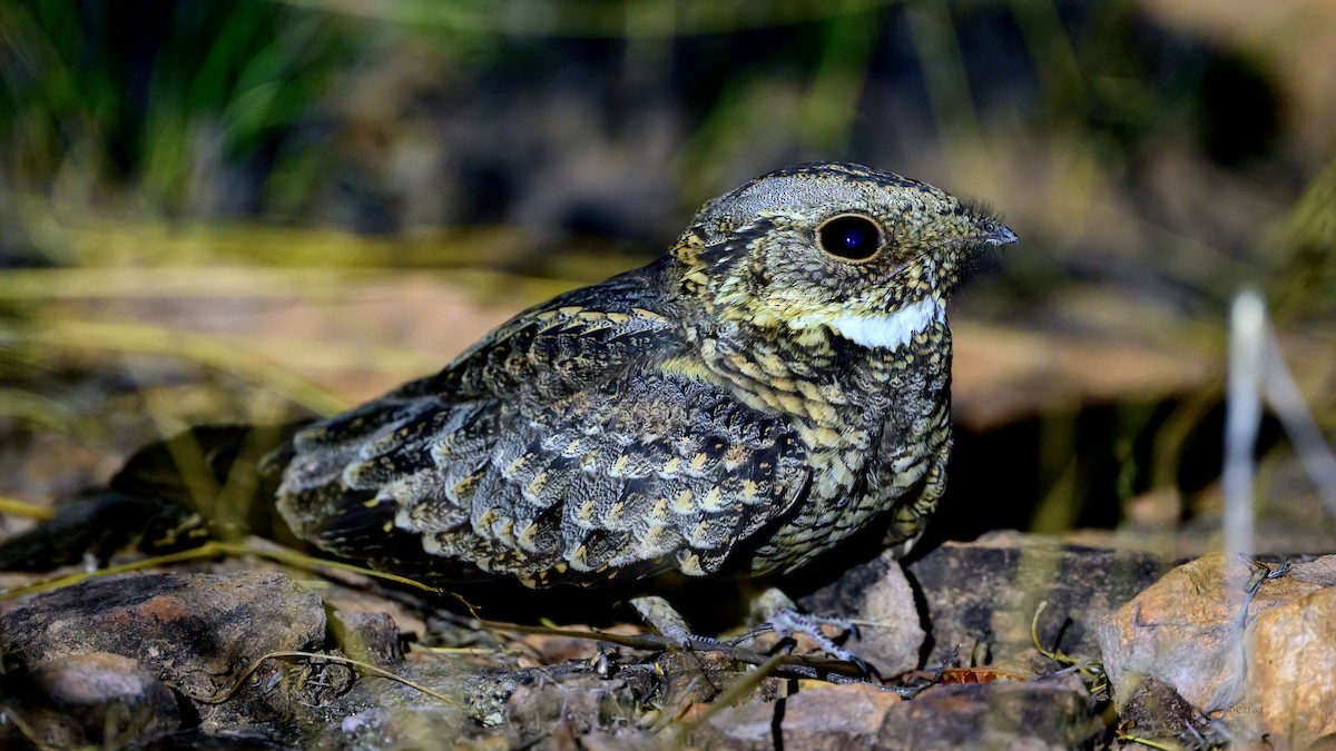 Spotted Nightjar - ML645241858