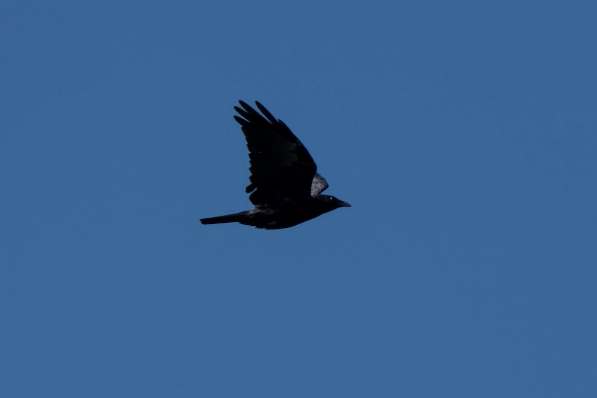 American Crow - ML645241862