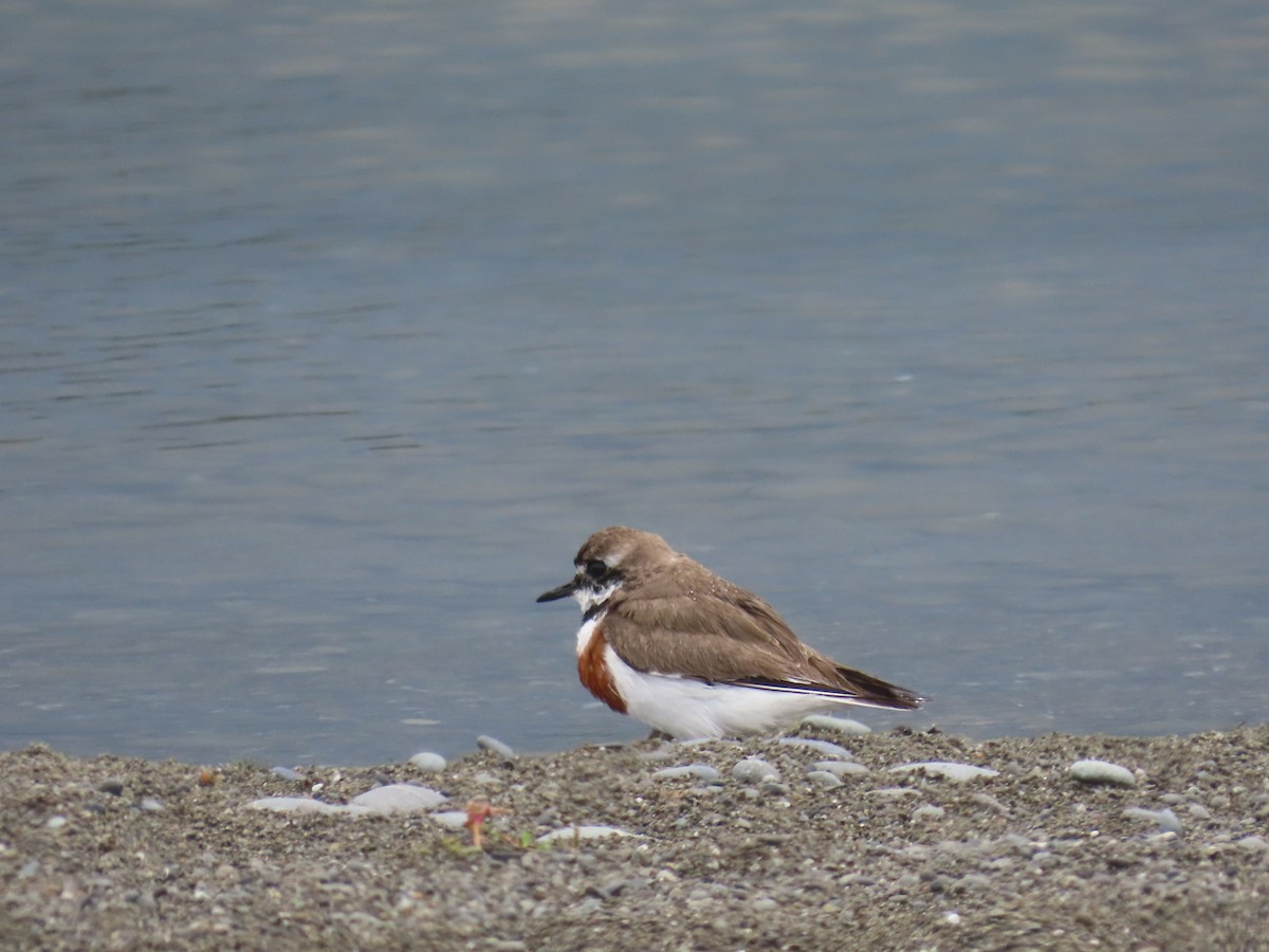 Double-banded Plover - ML645241864