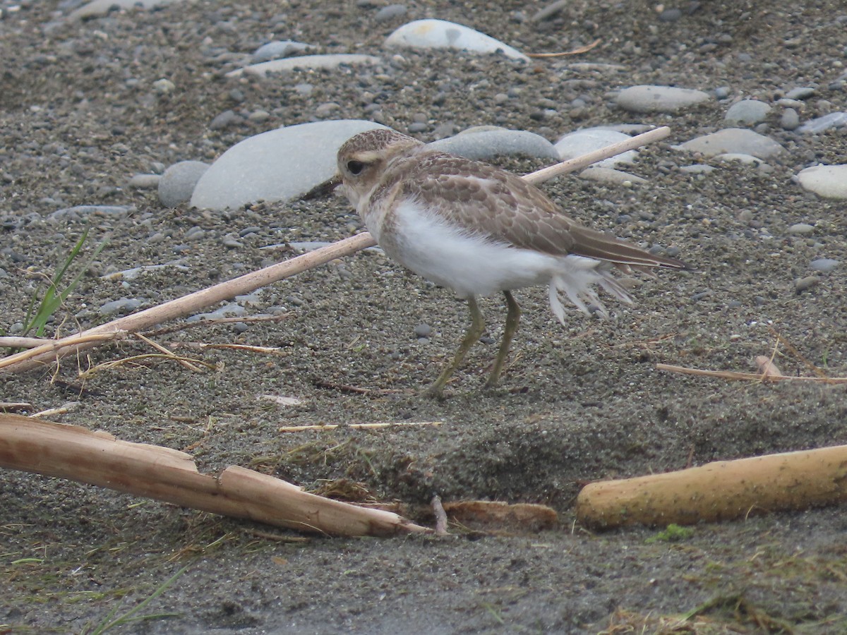 Double-banded Plover - ML645241865