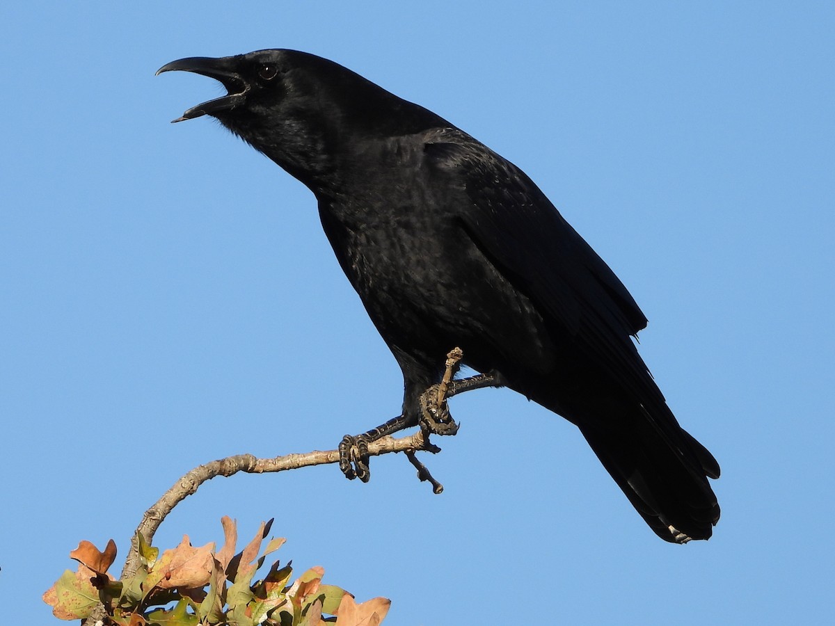 American Crow - ML645241866